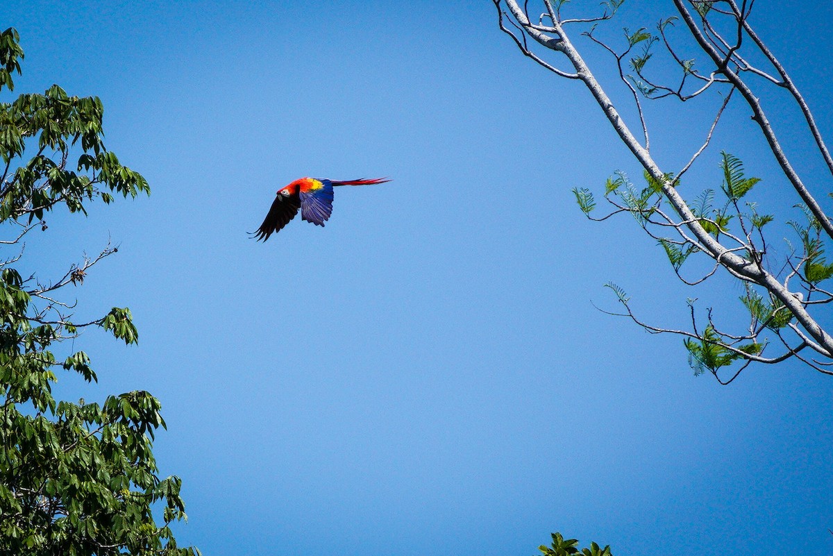 Scarlet Macaw - ML616118700