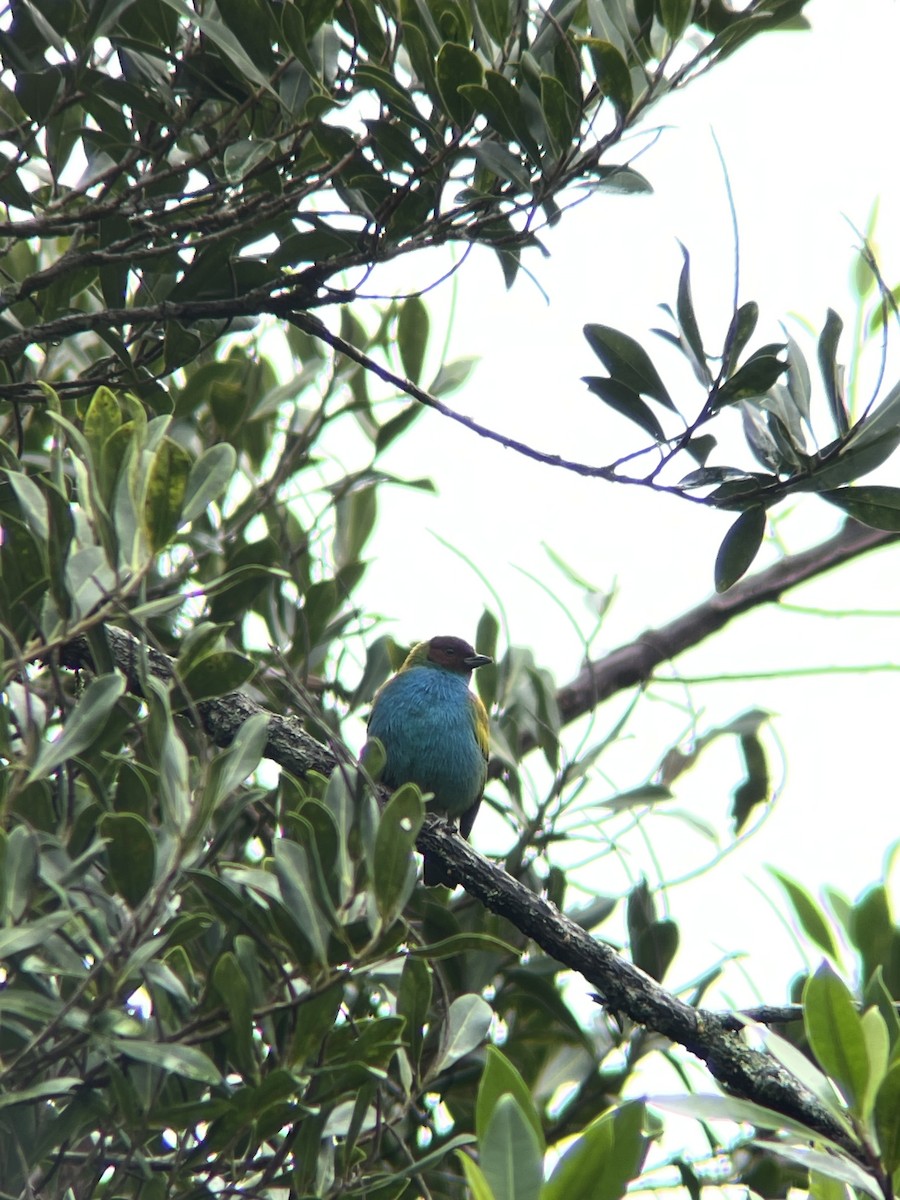 Bay-headed Tanager - ML616118738