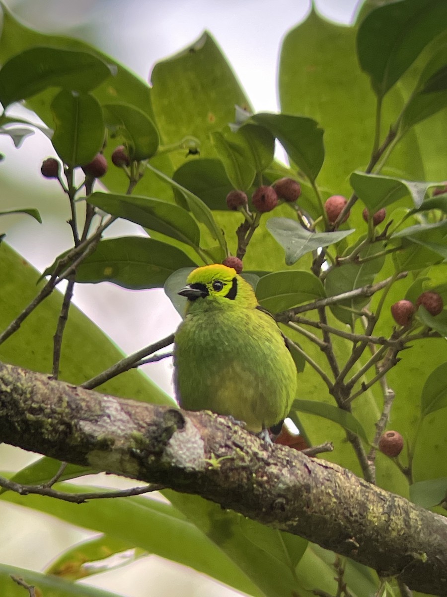 Emerald Tanager - ML616118747