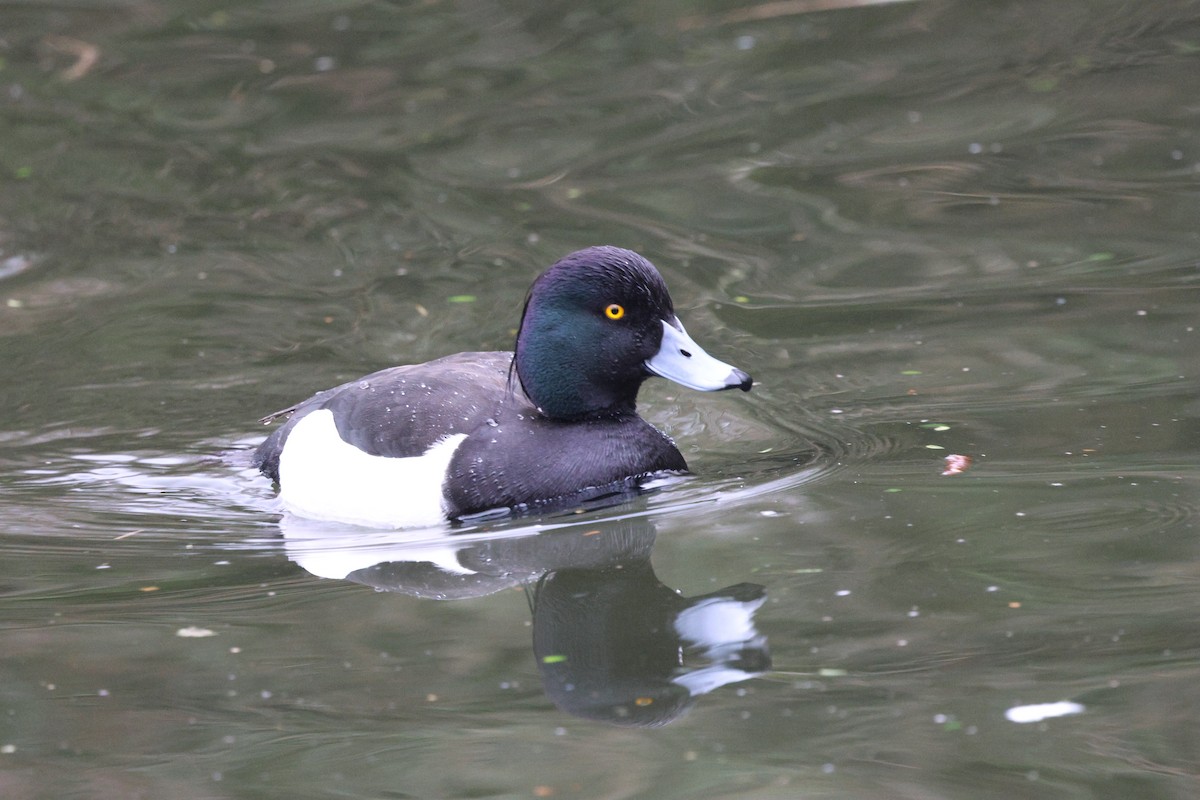 Tufted Duck - ML616118817