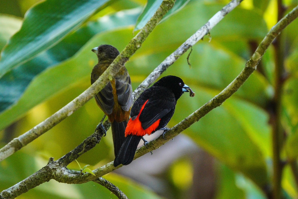 Scarlet-rumped Tanager - ML616118858