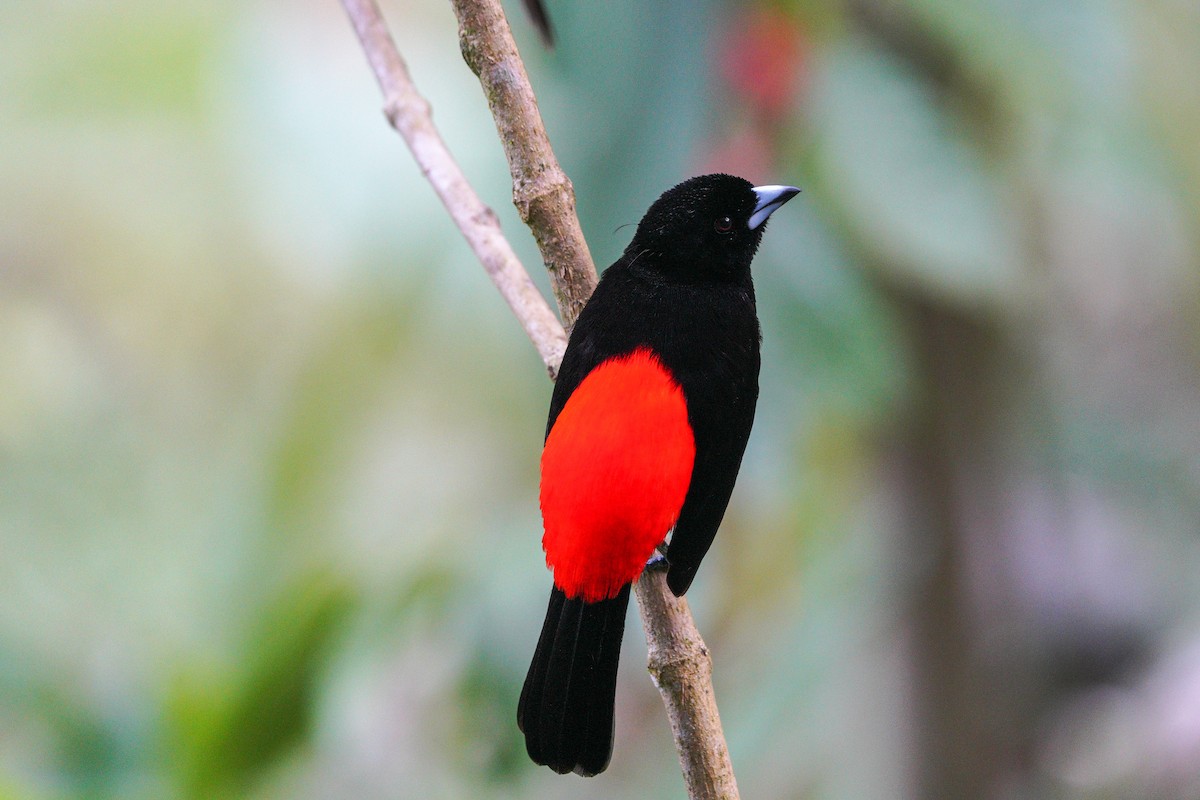 Scarlet-rumped Tanager - ML616118859