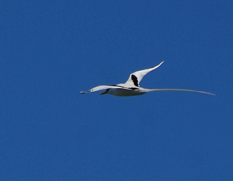 White-tailed Tropicbird - ML616118910