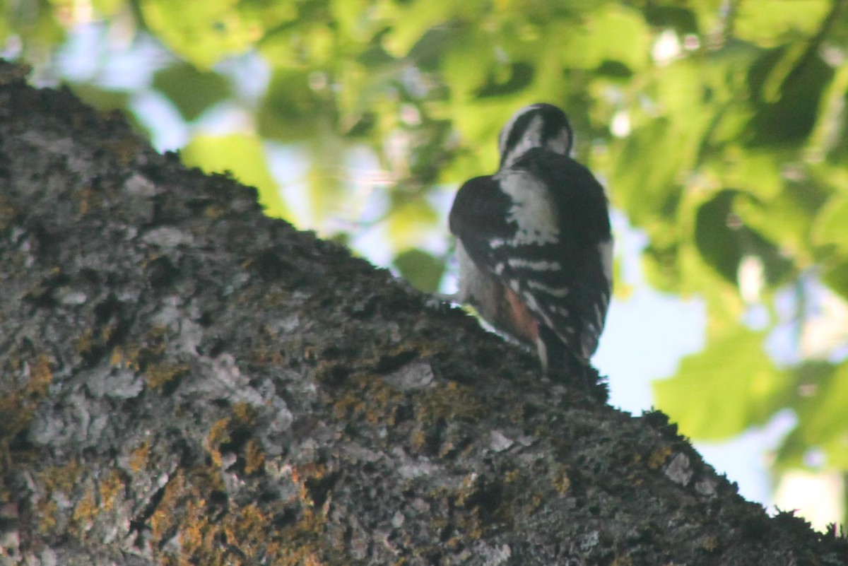 Great Spotted Woodpecker - ML616119089