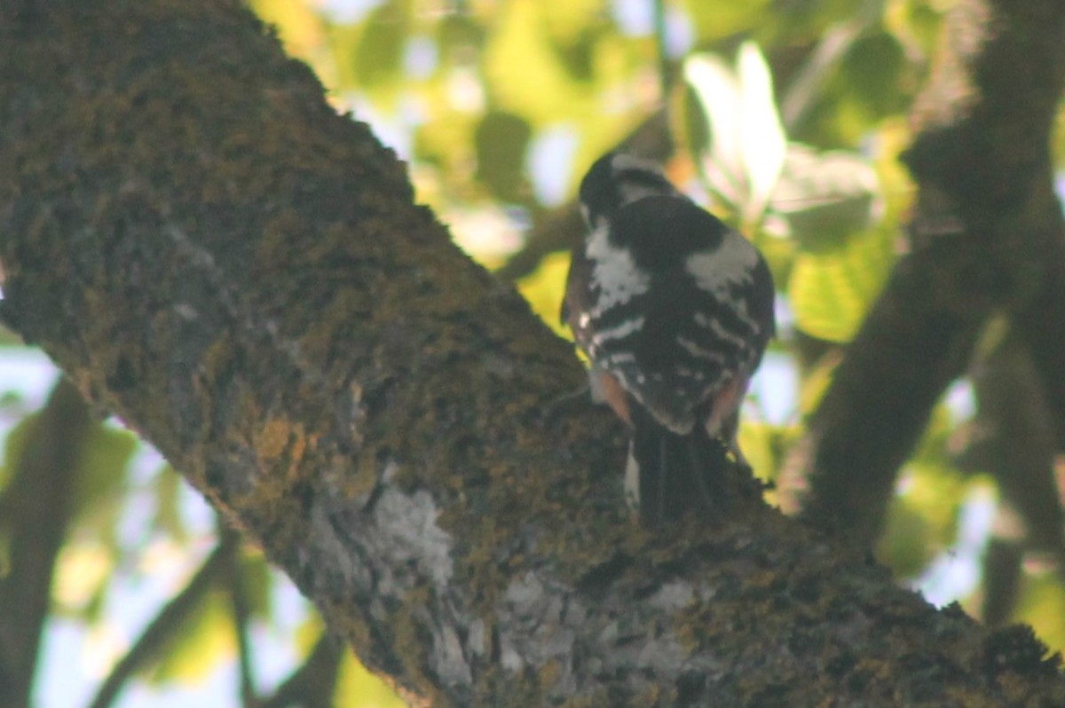 Great Spotted Woodpecker - ML616119090