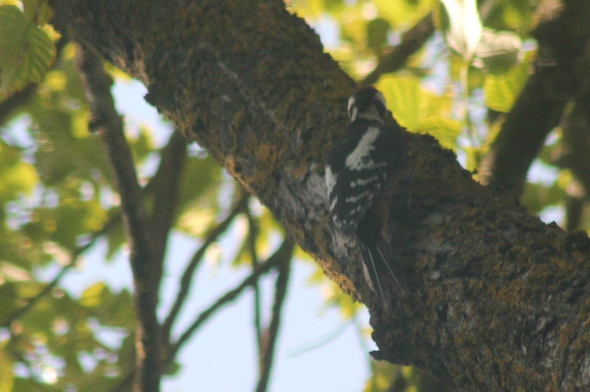 Great Spotted Woodpecker - ML616119091