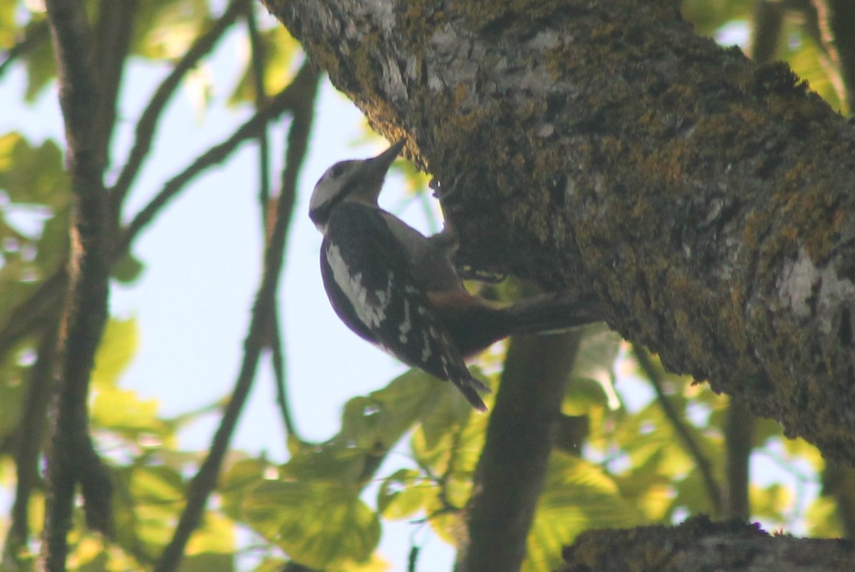 Great Spotted Woodpecker - ML616119092