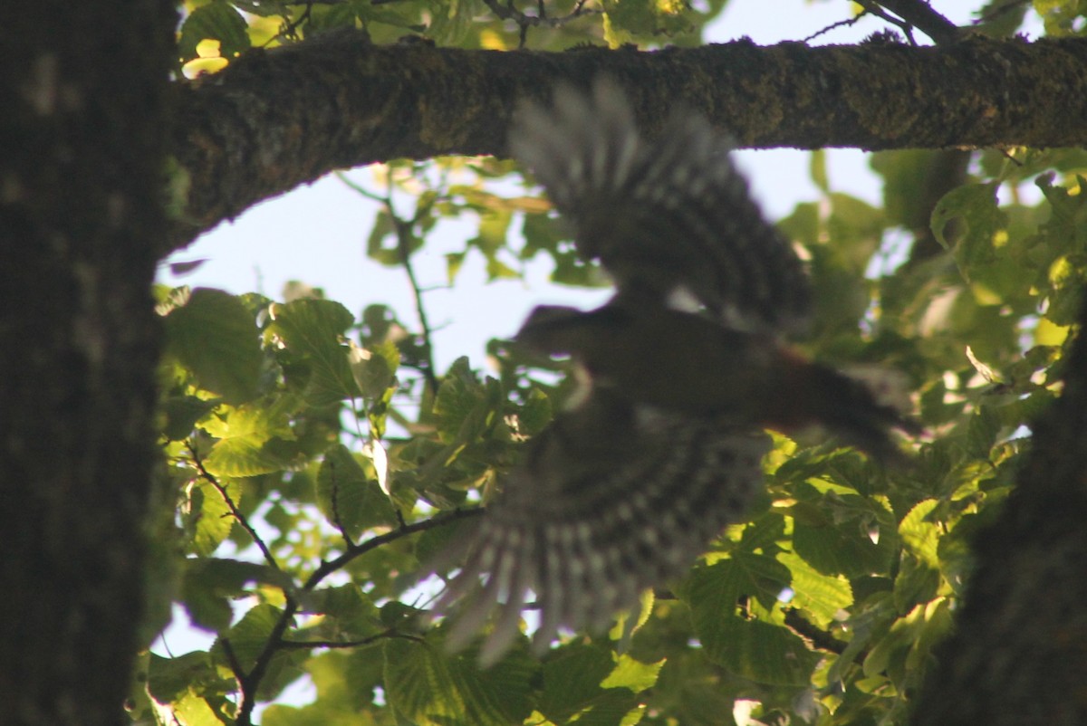 Great Spotted Woodpecker - ML616119093