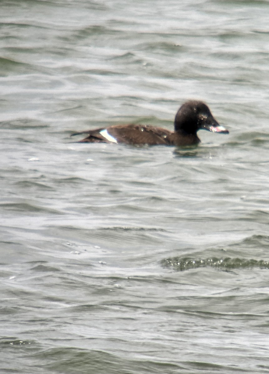 White-winged Scoter - Kevin Murphy