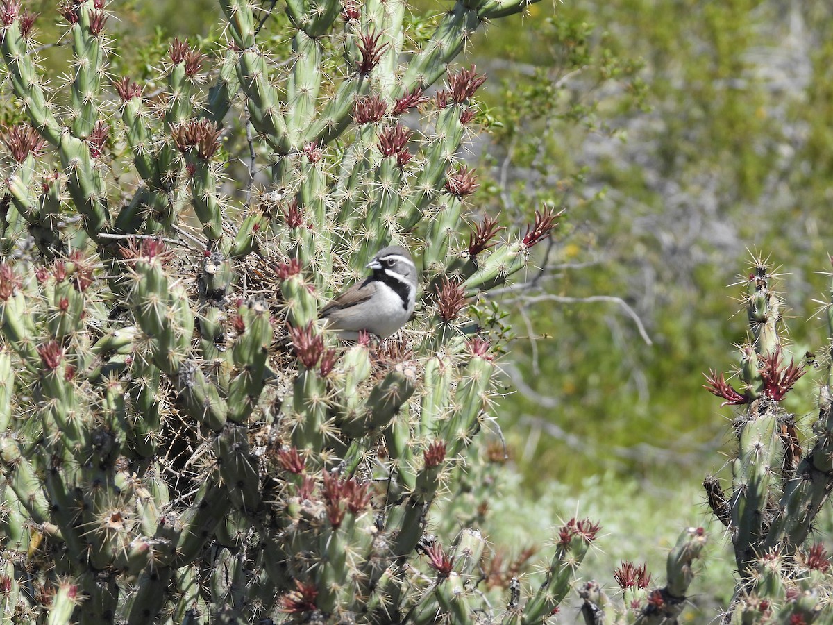 Black-throated Sparrow - ML616119185