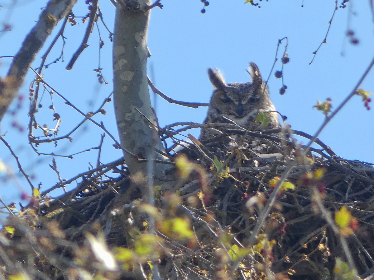 Great Horned Owl - ML616119274