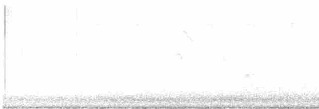 Weißbrust-Ameisenwürger - ML616119343