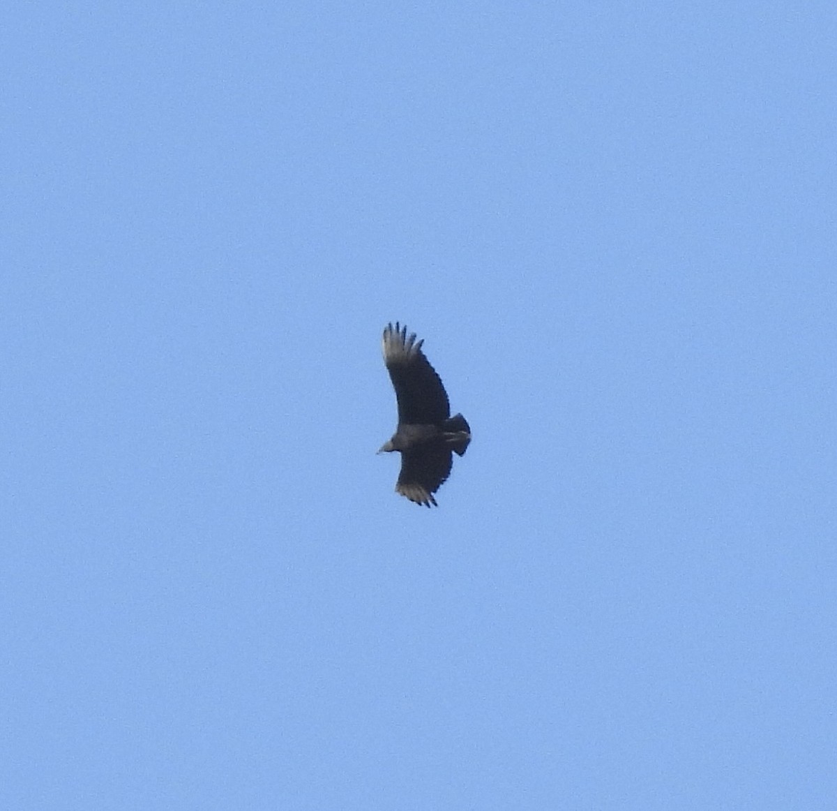 Black Vulture - ML616119383