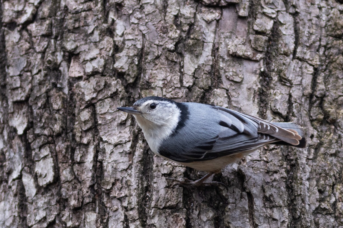 White-breasted Nuthatch - ML616119538