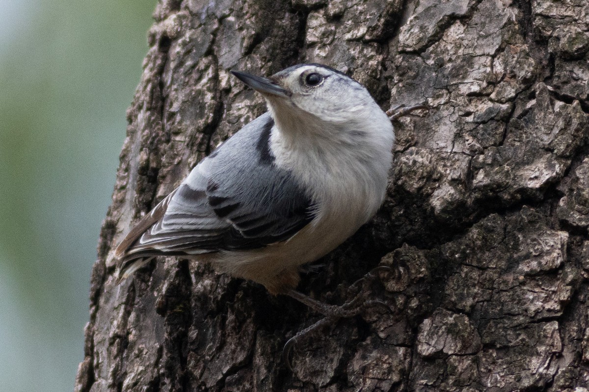 White-breasted Nuthatch - ML616119572