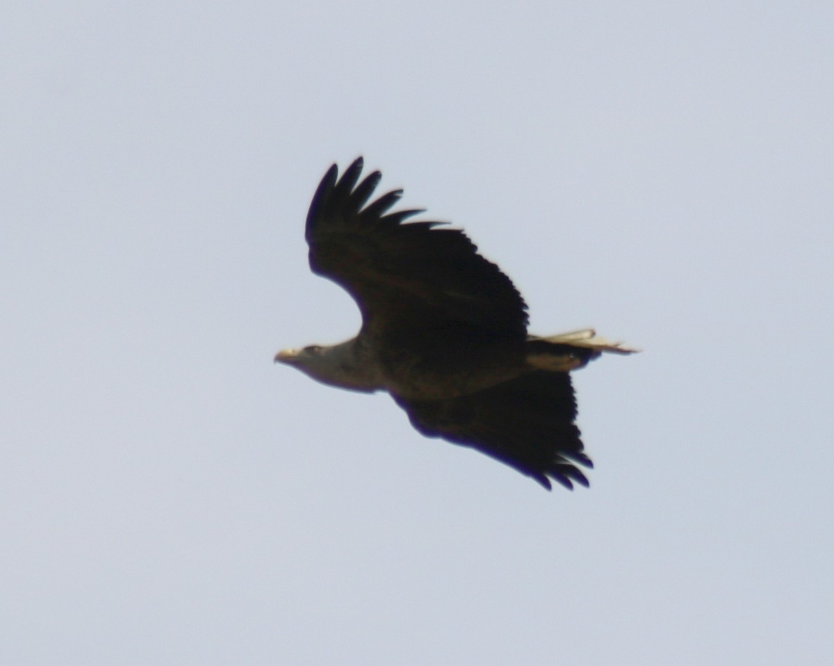 White-tailed Eagle - ML616119579