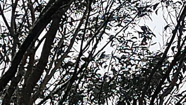 Hawaii-Sichelkleidervogel - ML616119667