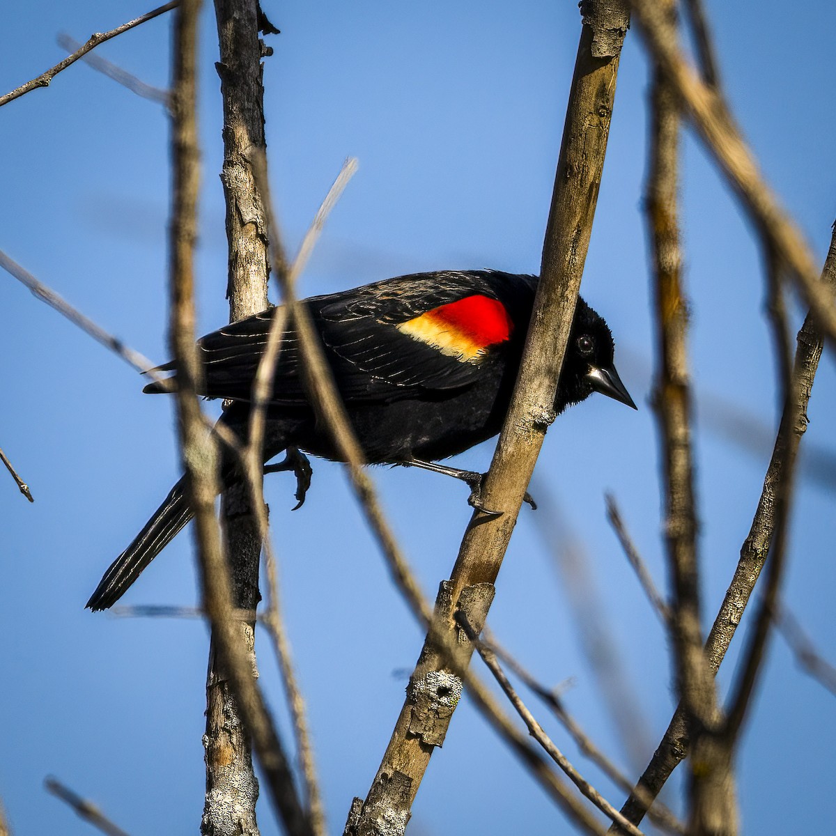 Red-winged Blackbird - ML616119707