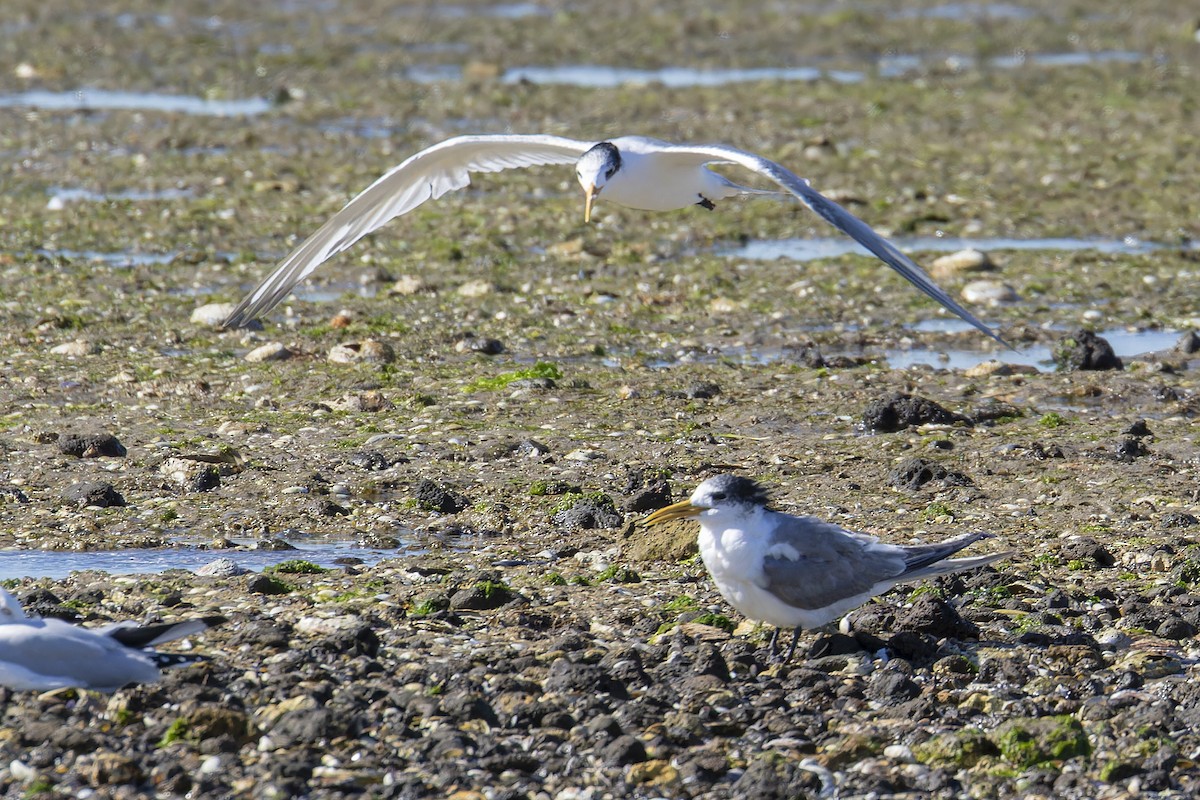 Great Crested Tern - ML616119880