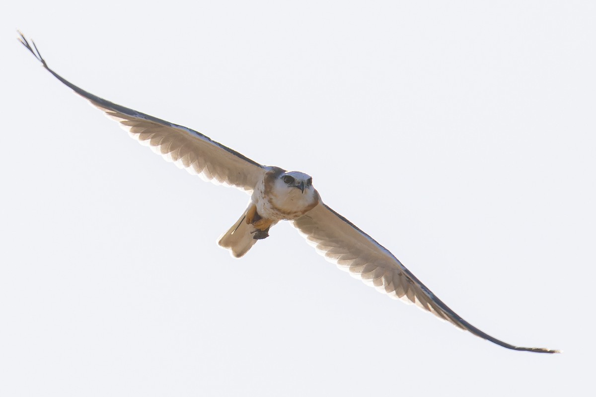 Black-shouldered Kite - ML616119957