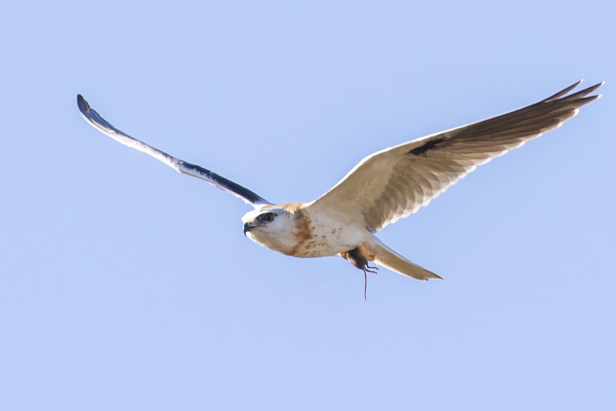 Black-shouldered Kite - ML616119959