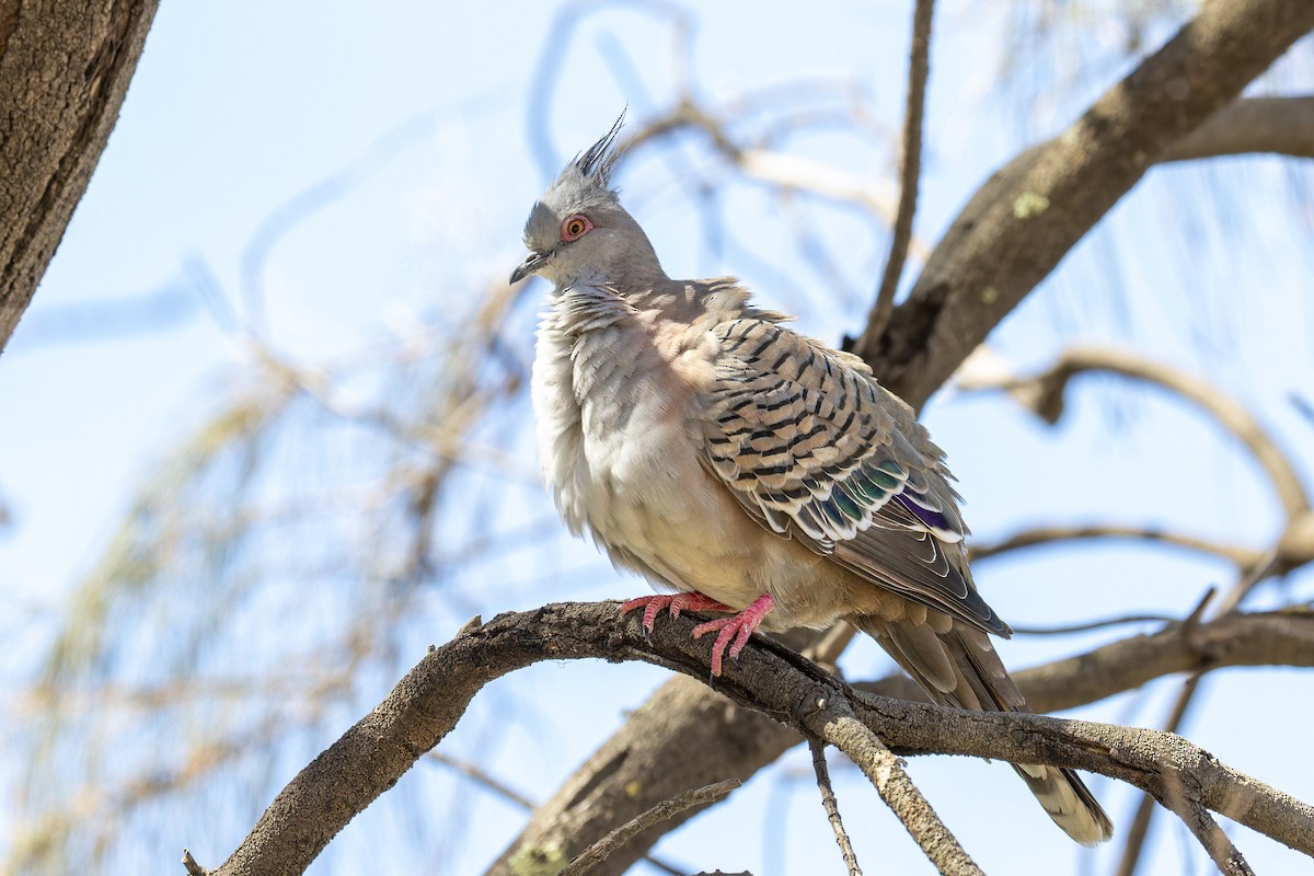 Crested Pigeon - ML616120029