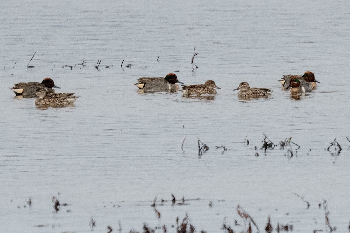 Green-winged Teal - ML616120130