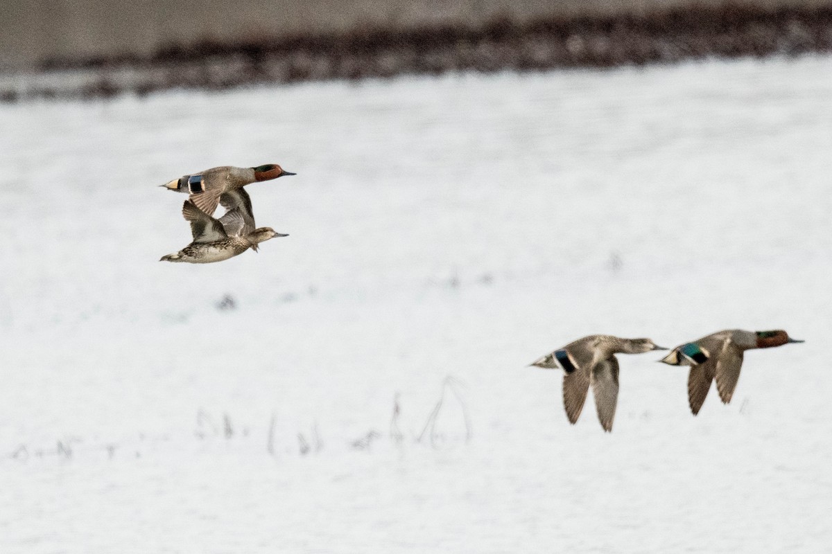Green-winged Teal - ML616120132