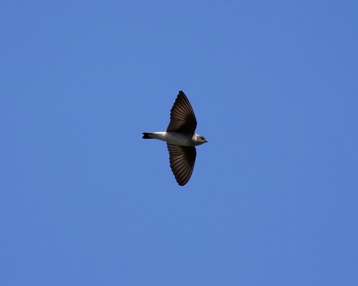 Northern Rough-winged Swallow - ML616120240