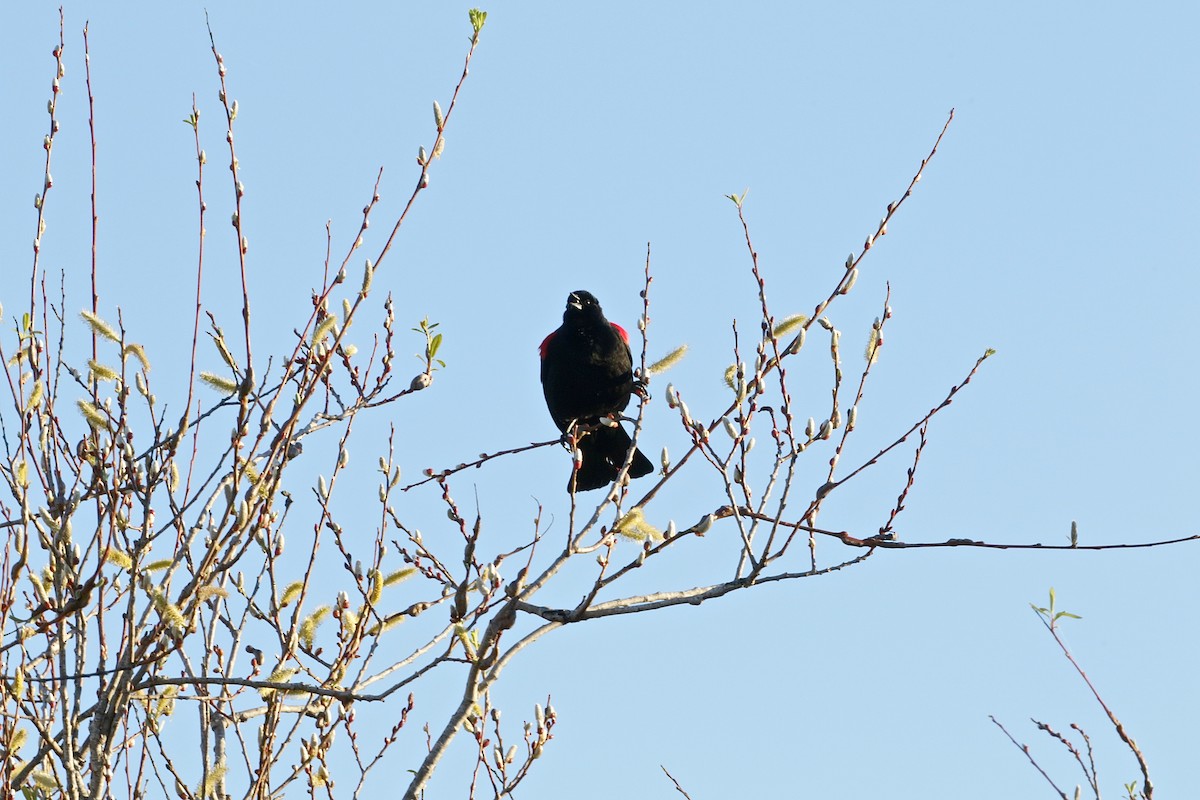 Red-winged Blackbird (California Bicolored) - ML616120458