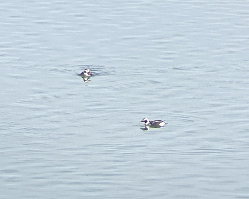 Long-tailed Duck - ML616120536