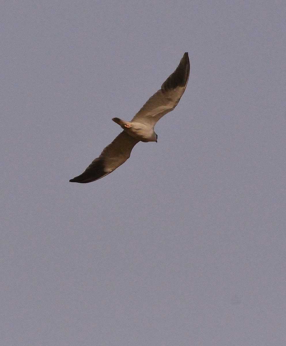 Black-winged Kite - ML616120555
