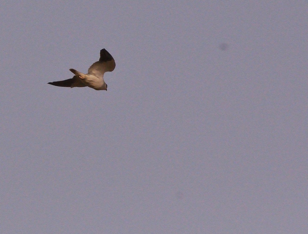 Black-winged Kite - ML616120556