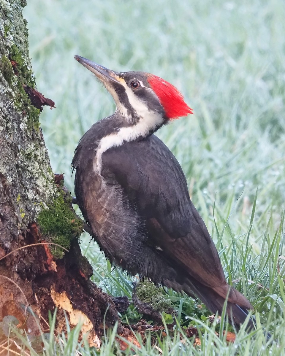 Pileated Woodpecker - ML616120601