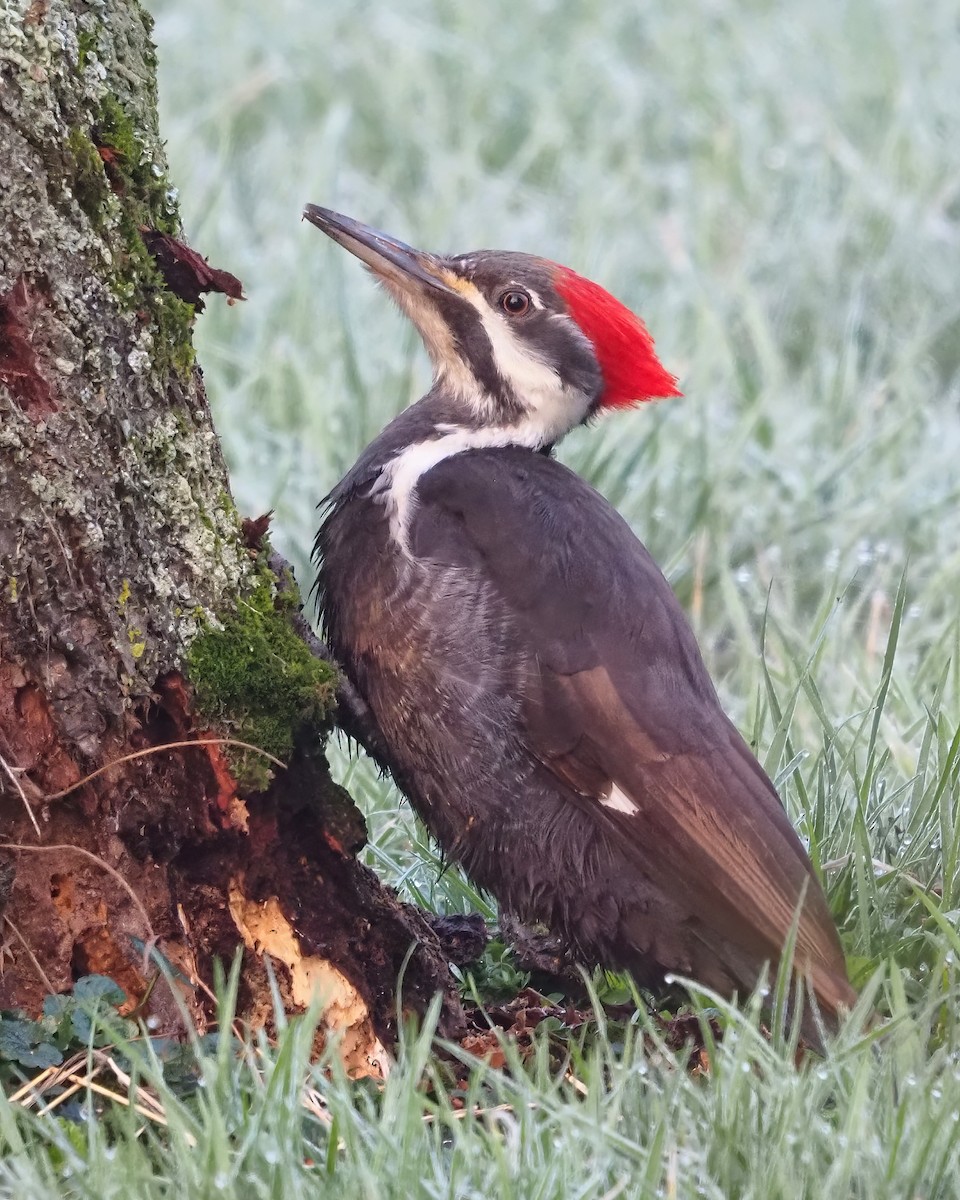 Pileated Woodpecker - ML616120602