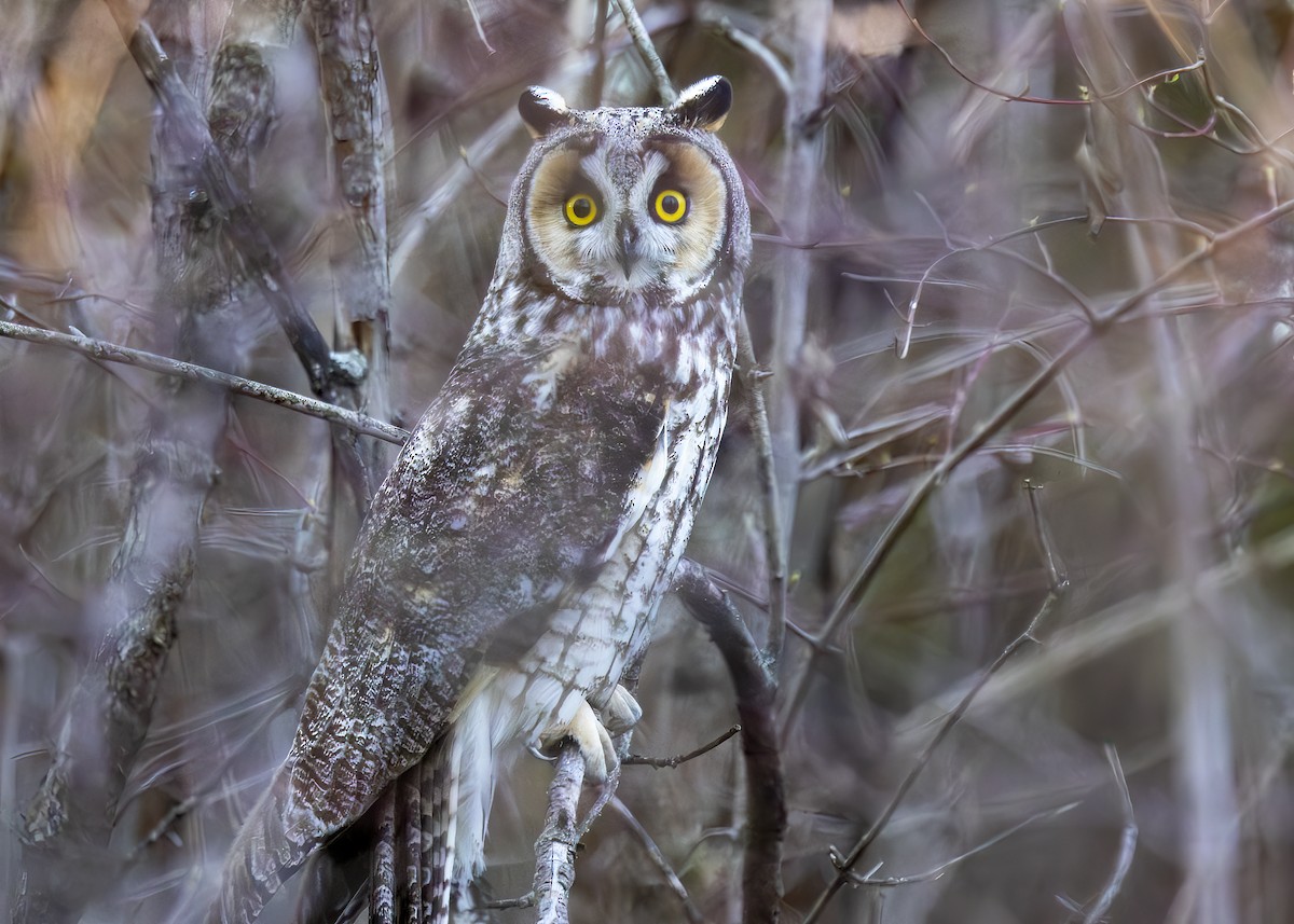 Long-eared Owl - ML616120630