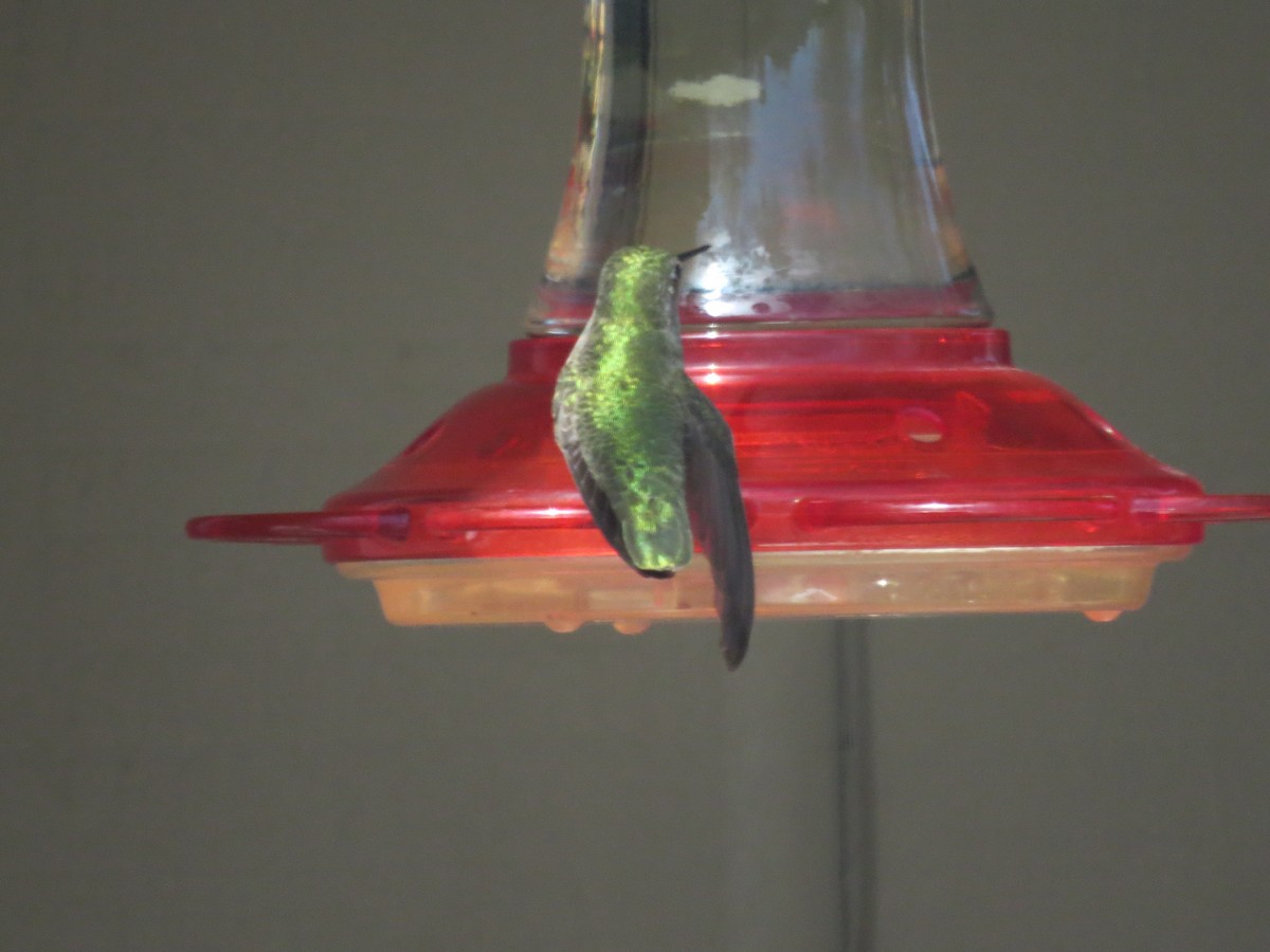 Anna's Hummingbird - ML616120670