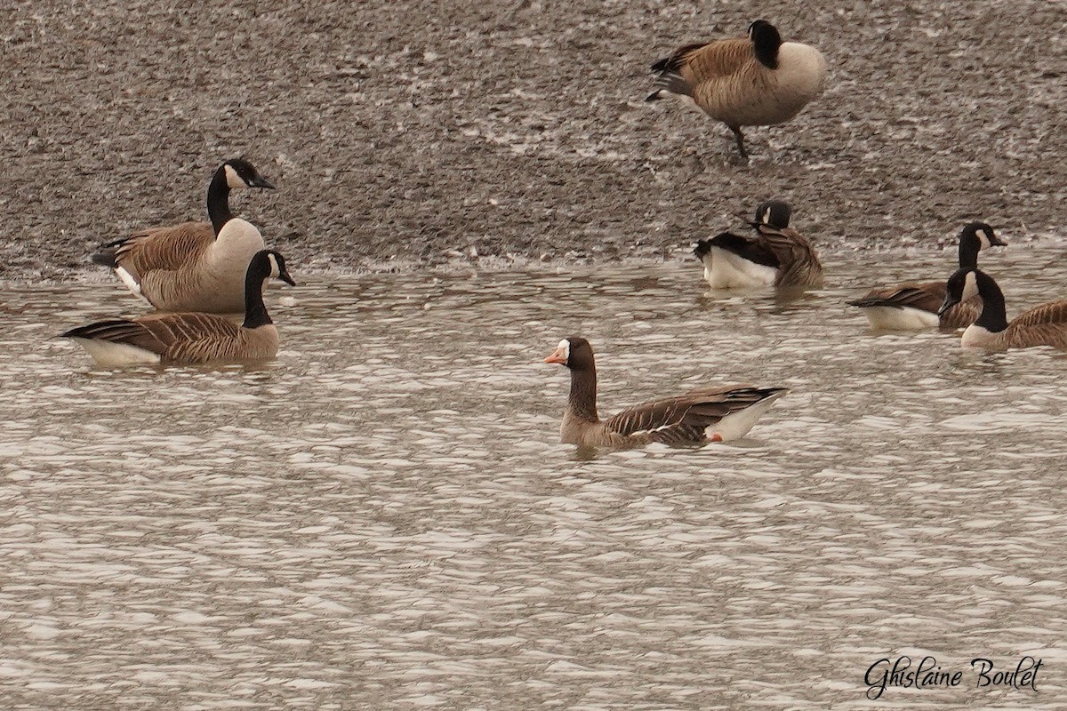 Greater White-fronted Goose - ML616120678