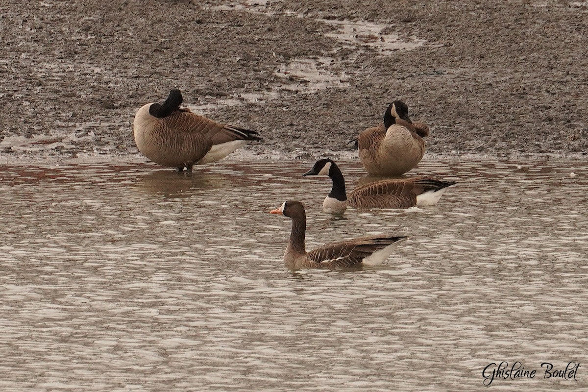 Greater White-fronted Goose - ML616120679