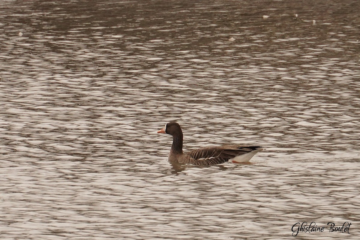 Greater White-fronted Goose - ML616120680