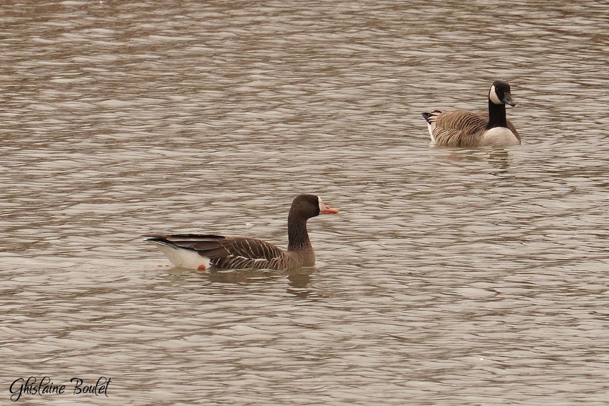 Greater White-fronted Goose - ML616120681