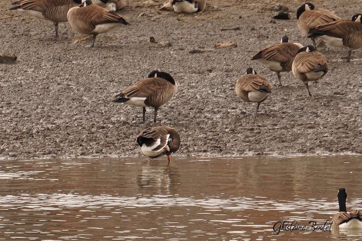 Greater White-fronted Goose - ML616120682