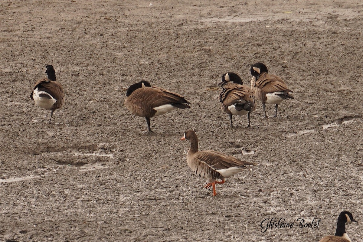 Greater White-fronted Goose - ML616120683