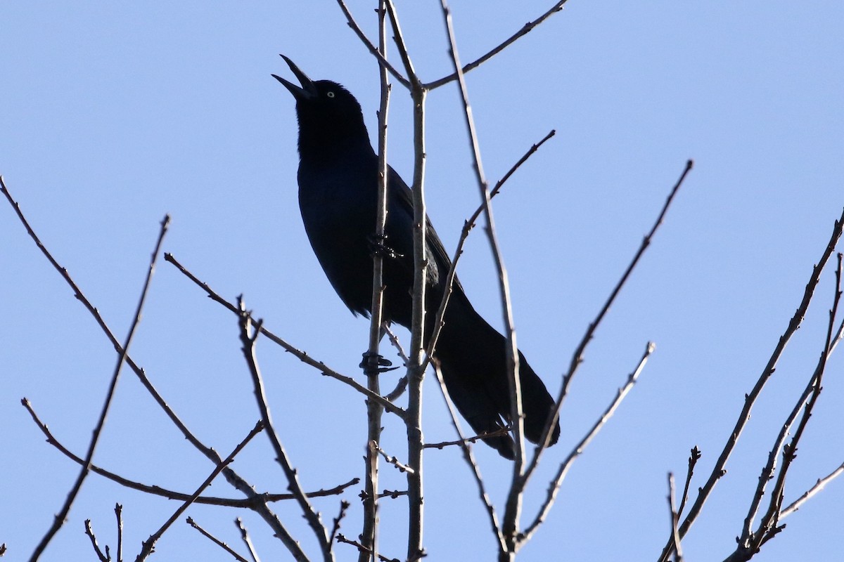 Boat-tailed Grackle - ML616120784