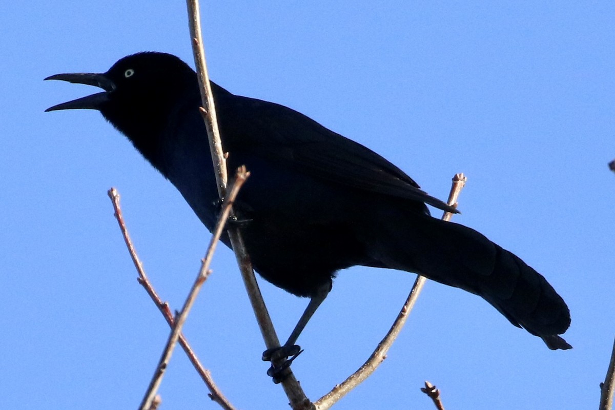 Boat-tailed Grackle - ML616120785