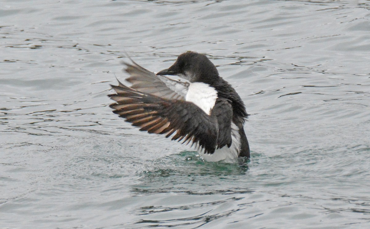 Thick-billed Murre - ML616120803