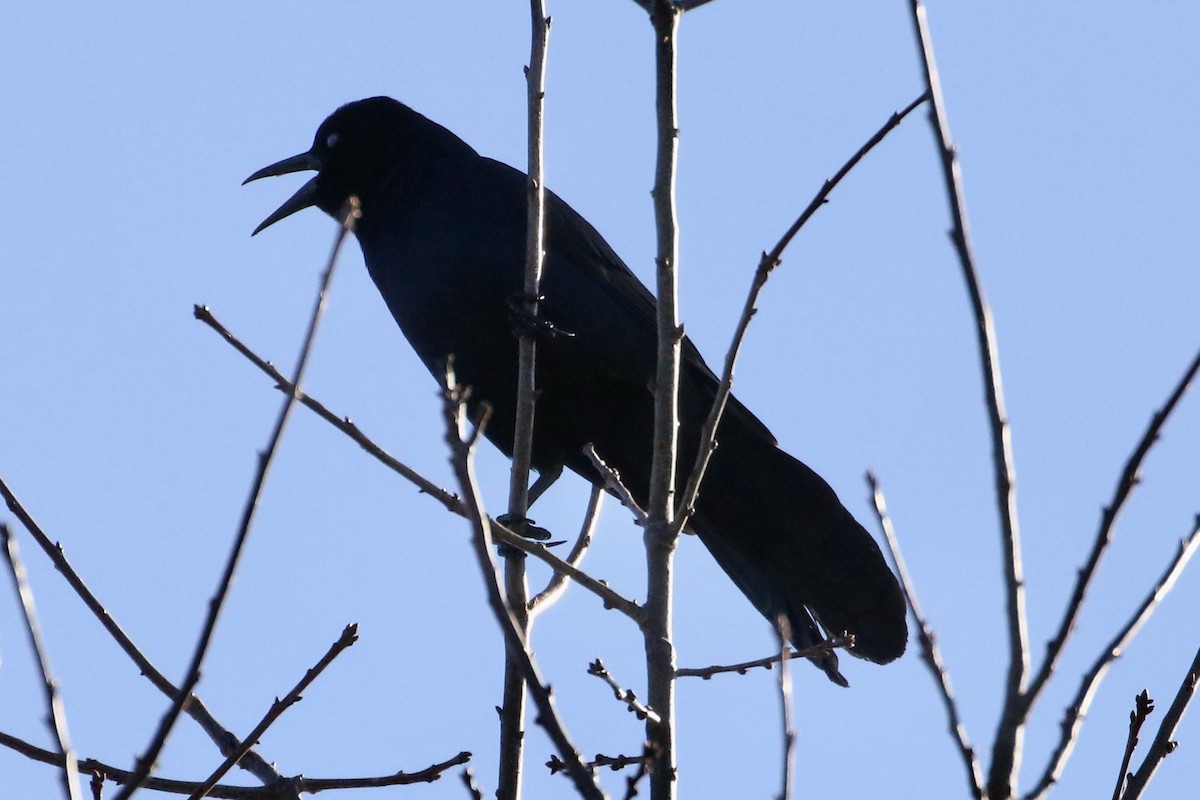 Boat-tailed Grackle - ML616120832