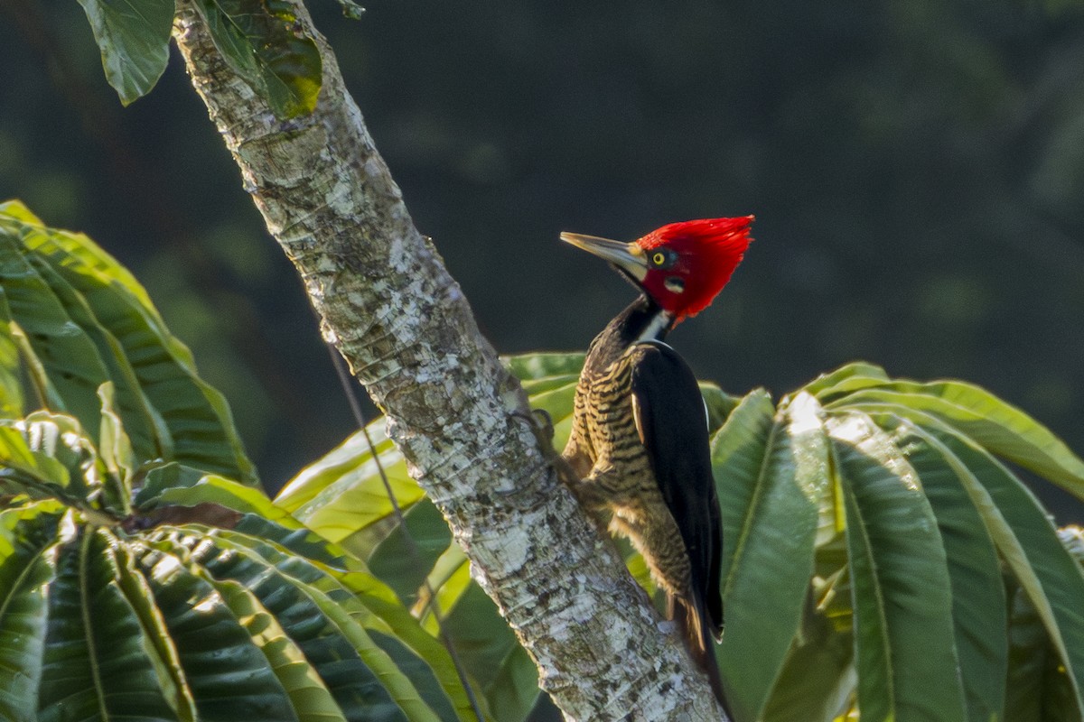 Crimson-crested Woodpecker - ML616120947