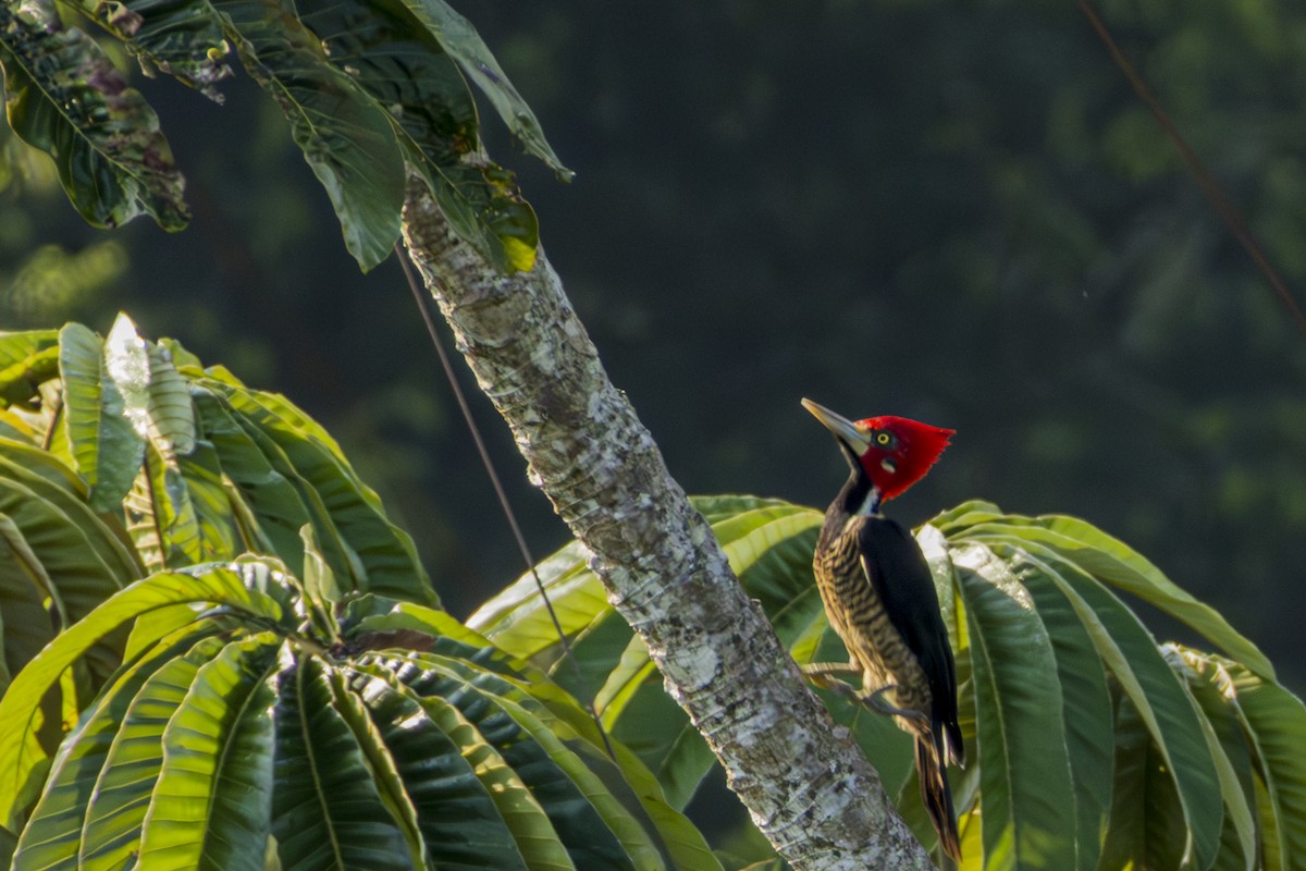 Crimson-crested Woodpecker - ML616120948