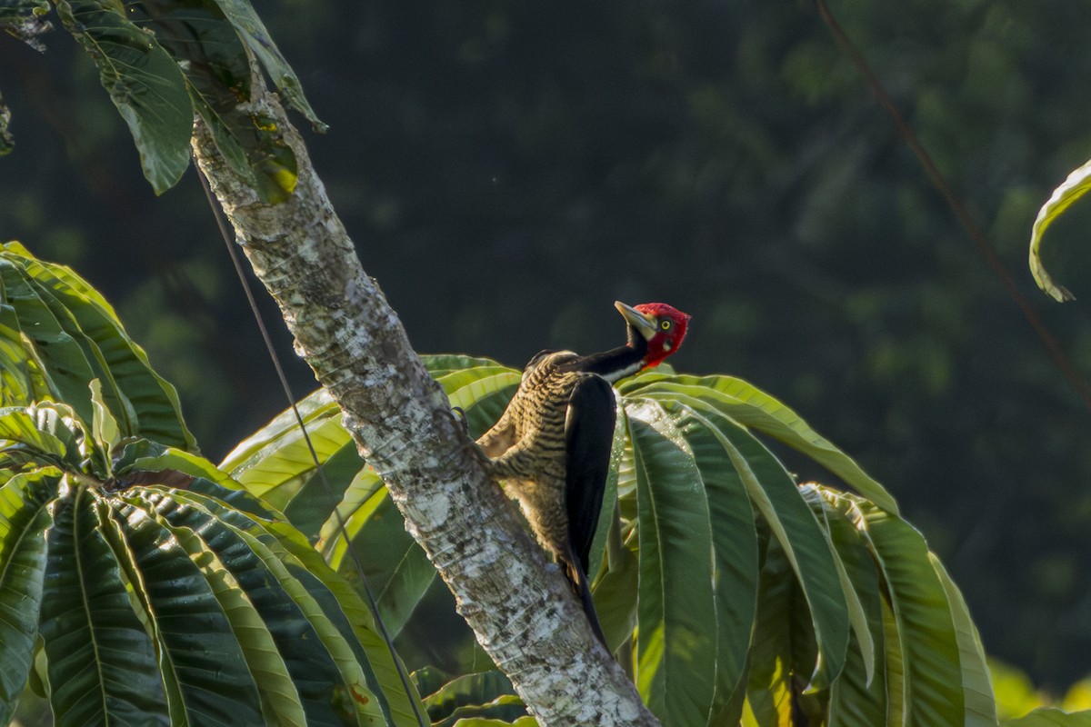 Crimson-crested Woodpecker - ML616120949